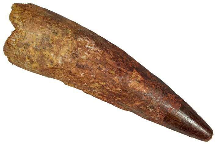 Fossil Spinosaurus Tooth - Real Dinosaur Tooth #360102